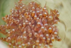 澎湖科技大學小丑魚復育