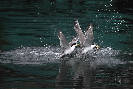 海島人-地景與生態