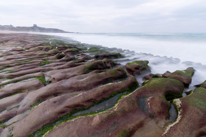 地景與生態組_楊光華_03_石槽藻礁