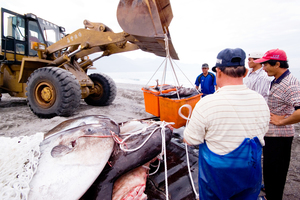 產業與人文組_楊光華_03_接駁漁獲