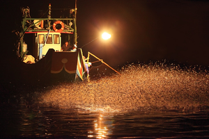 金山的夏日盛宴一
