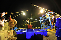 金山的夏日盛宴二