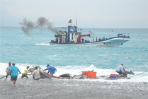 產業與人文組_曾雅欣_02_曼波魚搶灘