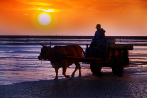 晚霞滿牛車