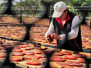 產業與人文組_朱智青_04_修補烏魚子