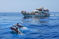 產業與人文組_朱智青_02_賞鯨豚