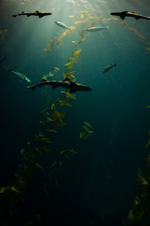 「海島人─地景與生態」