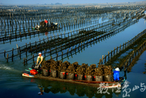 產業與人文組_賴昭旭_02_採蚵