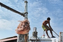 海島；海鳥—歸