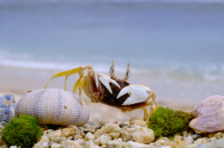 第七屆數位島嶼攝影比賽地景與生態