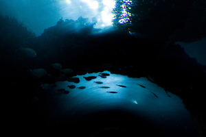 魚兒魚兒水中游