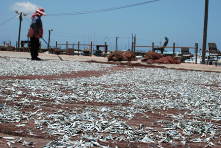 海島人─產業與人文