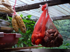 屏東縣牡丹鄉－收成