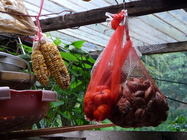 屏東縣牡丹鄉－收成