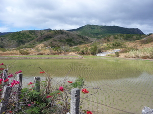 屏東縣牡丹鄉—艷陽下的水稻田