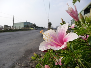 屏東縣枋寮鄉—路邊的朱槿