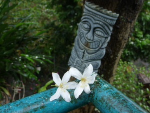 屏東縣泰武鄉—雨中桐花