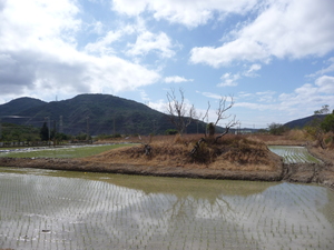 屏東縣牡丹鄉—稻田與墳