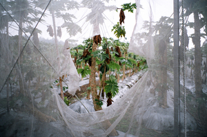 南投縣竹山鎮-收果