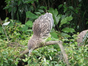 新北市坪林區-亞成鳥夜鷺