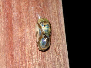 新北市坪林區-端紫斑蝶的蛹