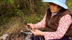 潘風瑞照女士示範櫻花嫁接