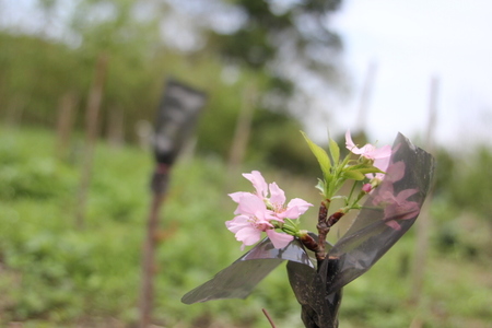 日治時期的植櫻與櫻花意象（本相簿作品皆經作者授權)