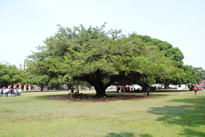 台南市東區─老榕樹
