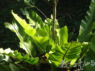 山蘇三之三在福爾摩莎南2013