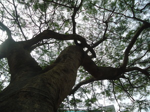 啊！我鍾愛的鳳凰木