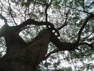 啊！我鍾愛的鳳凰木