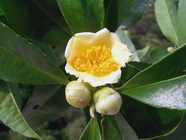 武威山茶花及花苞