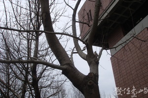 國圖之冬景篇(photo by chc)