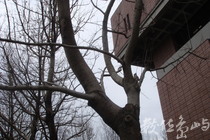 國圖之冬景篇(photo by chc)