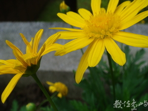 國圖153花壇小語之小雛菊篇(photo by chc)