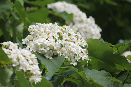 MAY花草