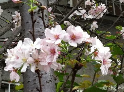 三峽老街~~櫻花