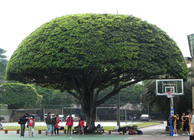 校園裡的圓圓樹