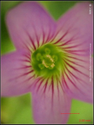 可能是「酢漿草」-01