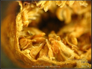 可能是「雀榕的榕果」-04