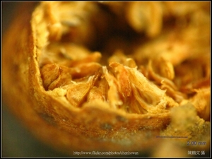 可能是「雀榕的榕果」-03