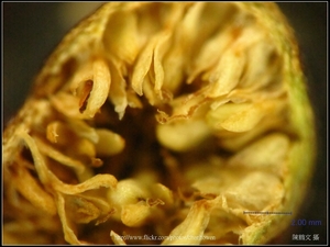 可能是「雀榕的榕果」-02