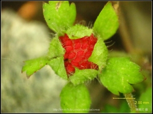 可能是「蛇莓」-04