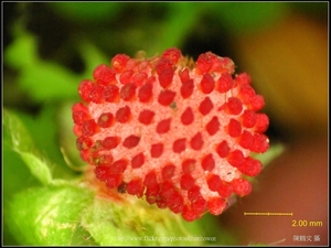 可能是「蛇莓」-03