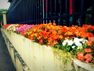 絢麗亮眼˙花圃