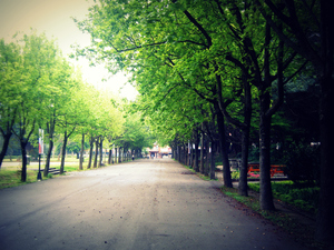 樹林大道˙自在