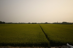 雲林縣斗南鎮－稻田