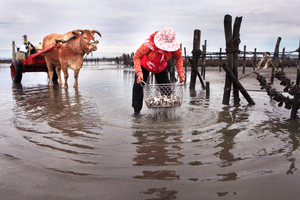 彰化縣芳苑鄉－牛車