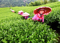 南投縣鹿谷鄉－茶園風情