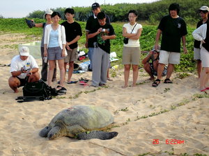 裝設衛星發報器後下海